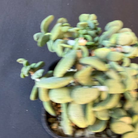 ケラリアピグマエア　挿し木　9013