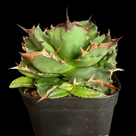 アガベチタノタ姫厳竜 | STORES