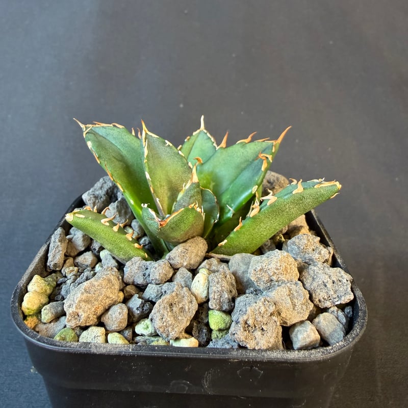 アガベ チタノタ 鬼爪 901 ⅵ | HANDS PLANTS