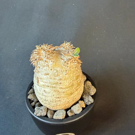 パキポディウム属 品種不明 発根済 良型 塊根植物 コーデックス