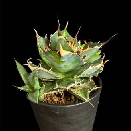 アガベチタノタ | STORES