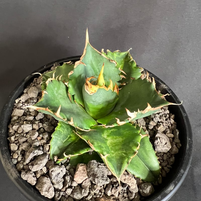 アガベ チタノタ レッドキャットウィーズル5号 38 | HANDS PLANTS