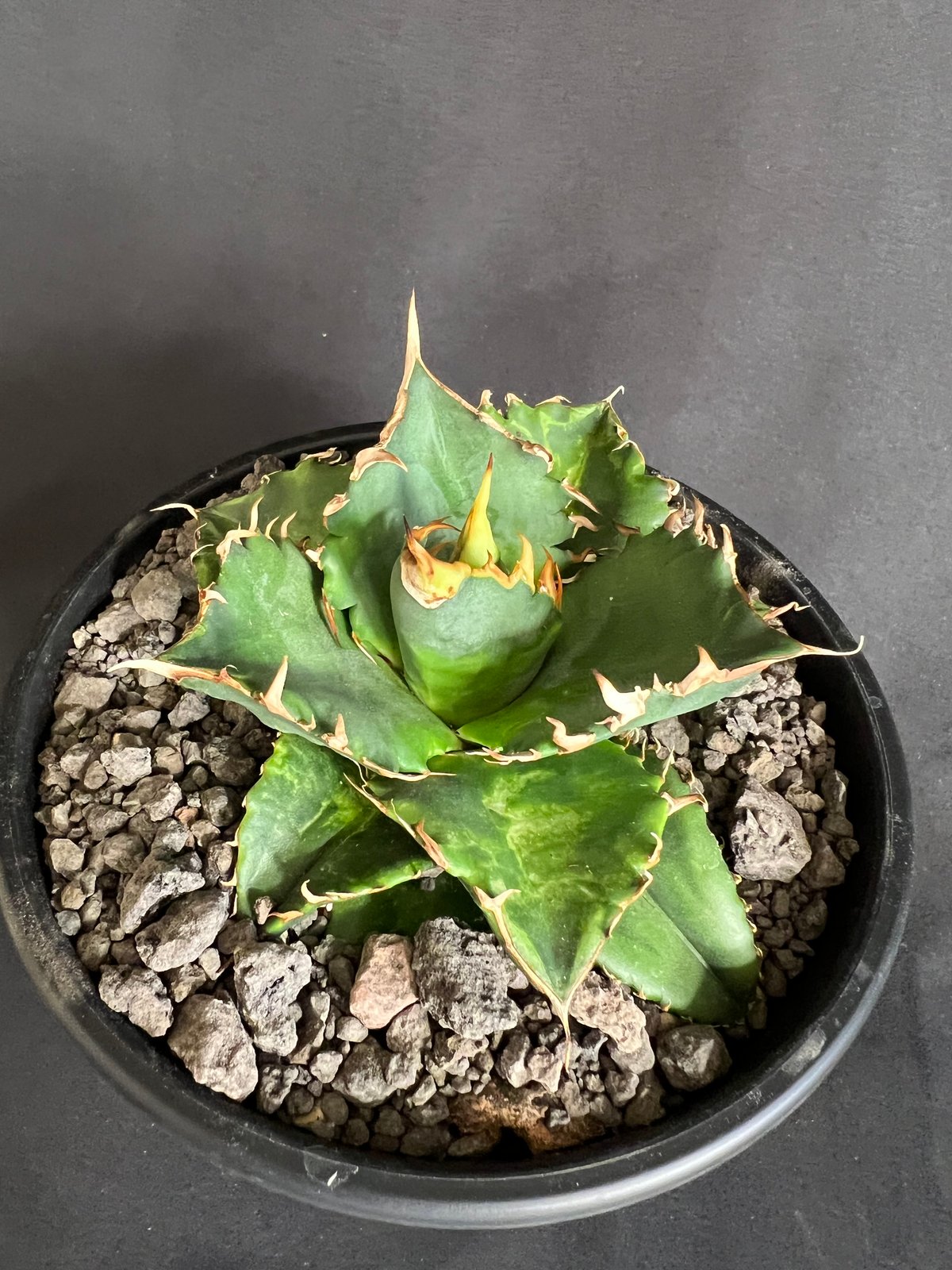 アガベ チタノタ レッドキャットウィーズル5号 38 | HANDS PLANTS