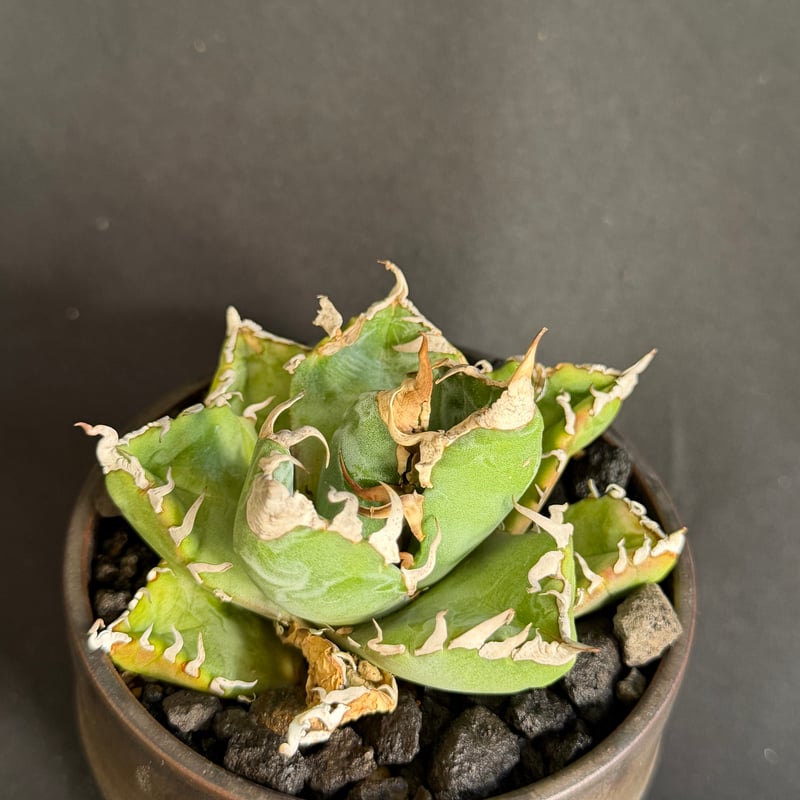 アガベ チタノタ 魔丸 鉢 68 | HANDS PLANTS