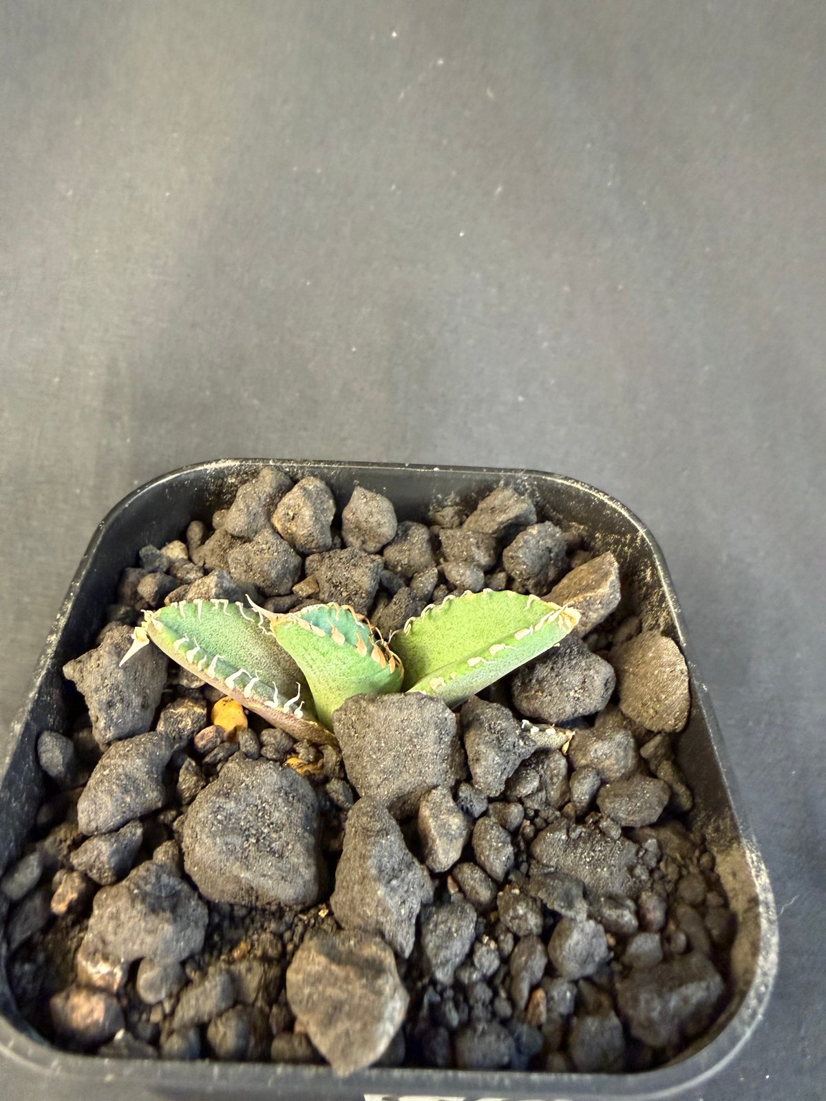 アガベチタノタ 星空（ほしぞら）子株 ⅶ | HANDS PLANTS