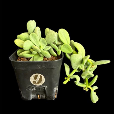 ケラリアピグマエア | STORES