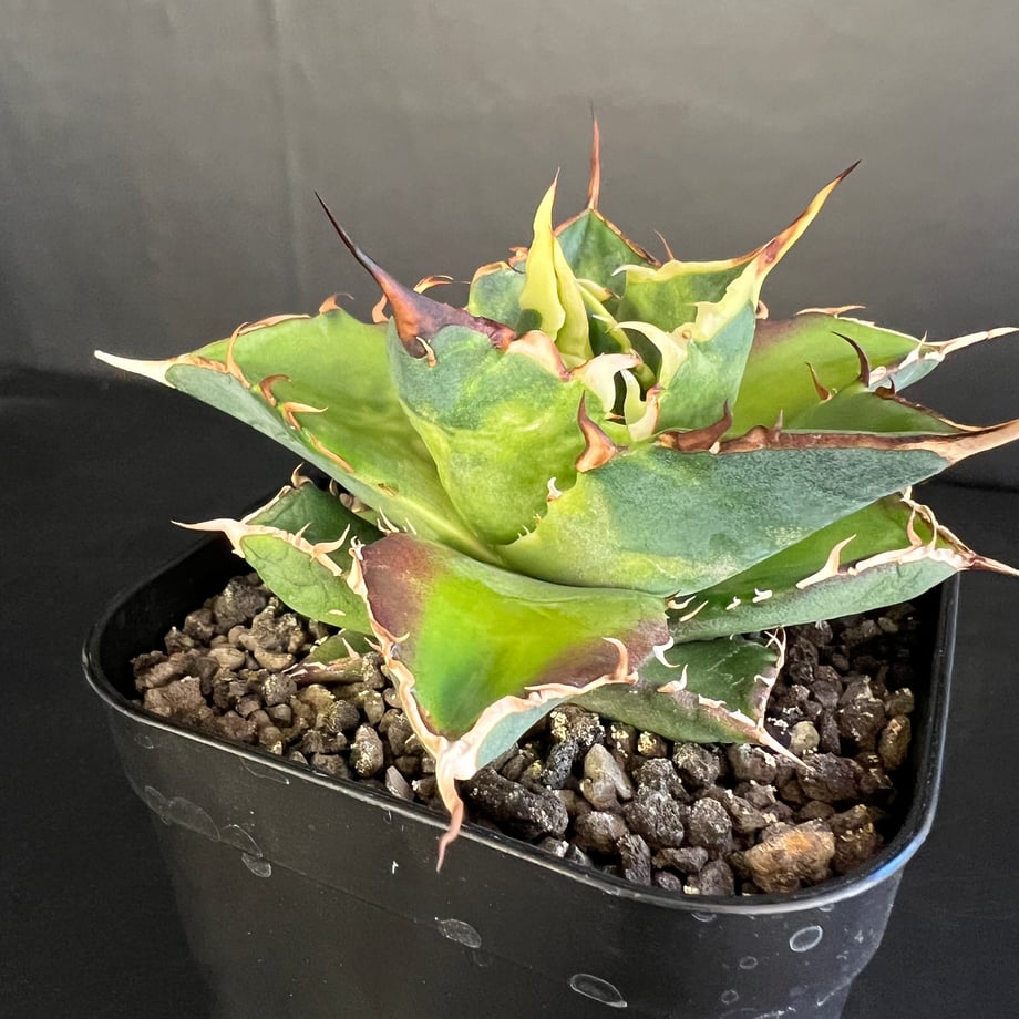 67bddf81b71e150dd4ebef1e