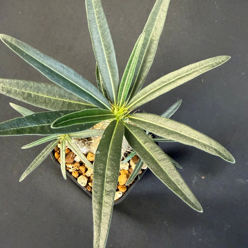 グラキリス 実生 13 j | HANDS PLANTS