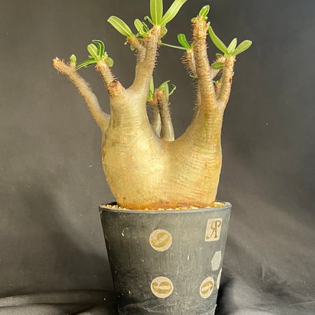 パキポディウムグラキリス | STORES