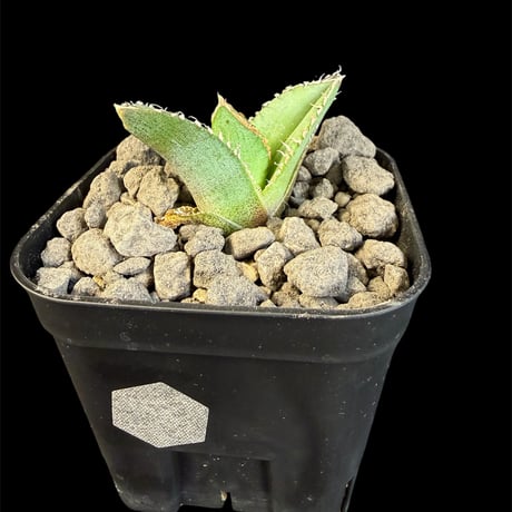 アガベ麻花龍 | STORES