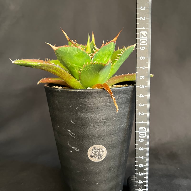 アガベ チタノタ 剣竜 29 | HANDS PLANTS