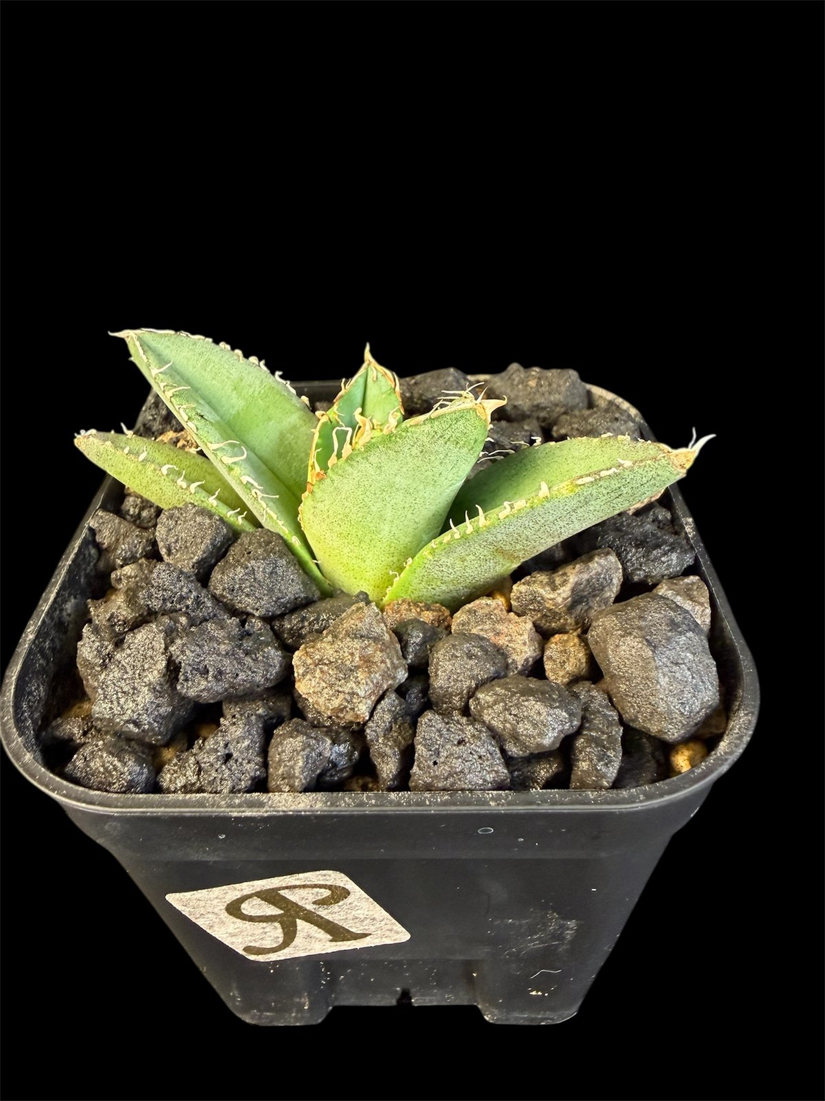 アガベ チタノタ 麻花龍（まかりゅう） | HANDS PLANTS