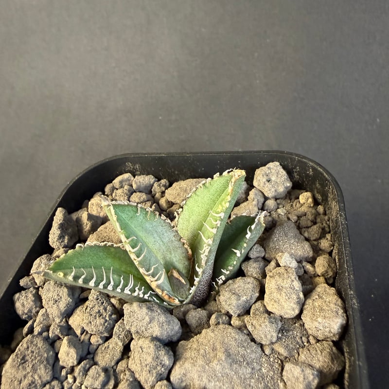 アガベ チタノタ 鰐亀（ワニガメ）子株 | HANDS PLANTS