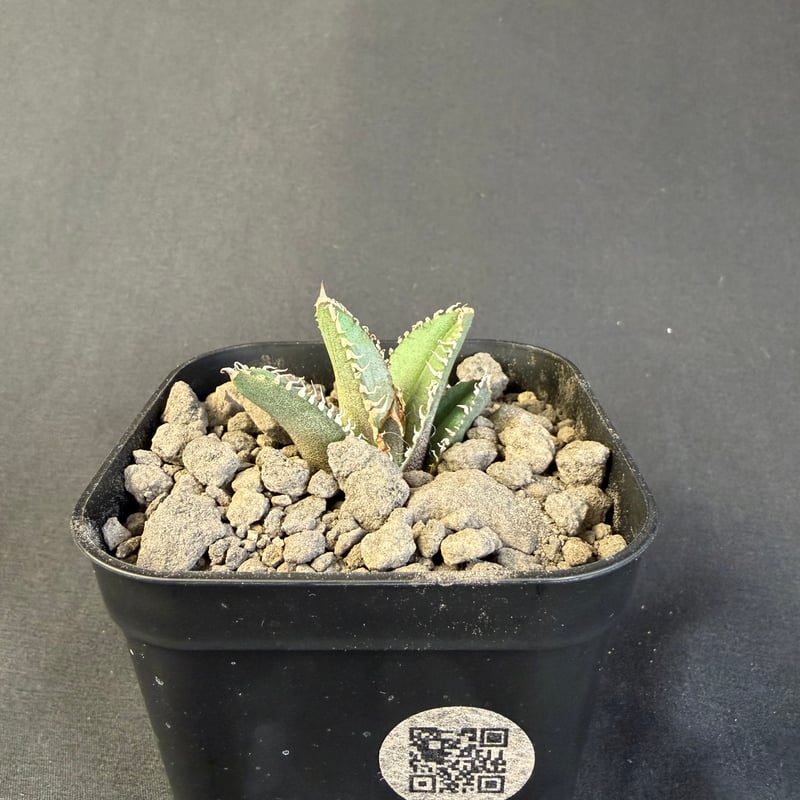 アガベ チタノタ 鰐亀（ワニガメ）子株 | HANDS PLANTS