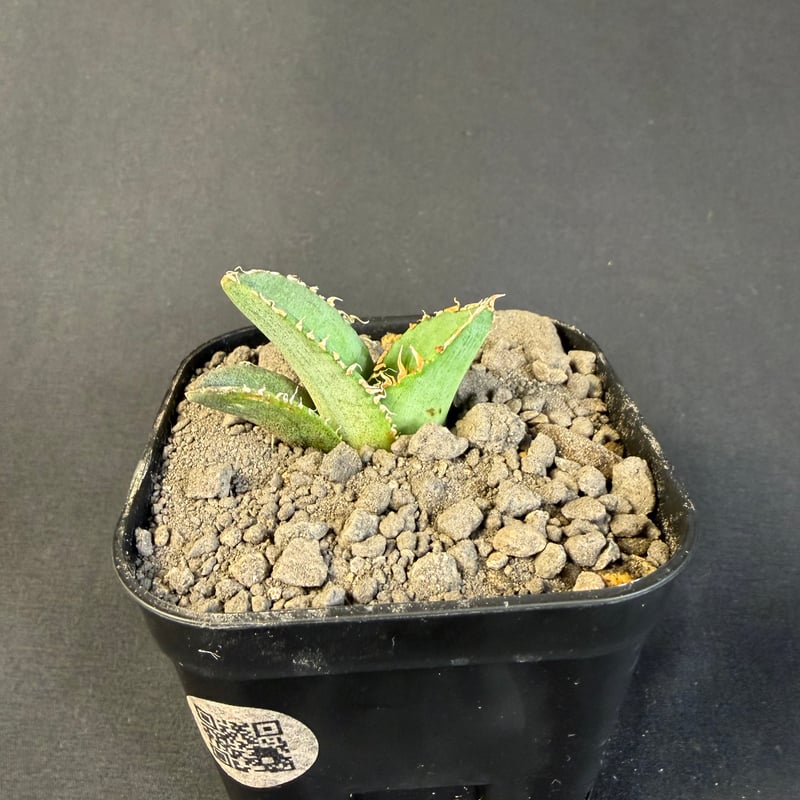 アガベ チタノタ 麻花龍（まかりゅう) 9 | HANDS PLANTS