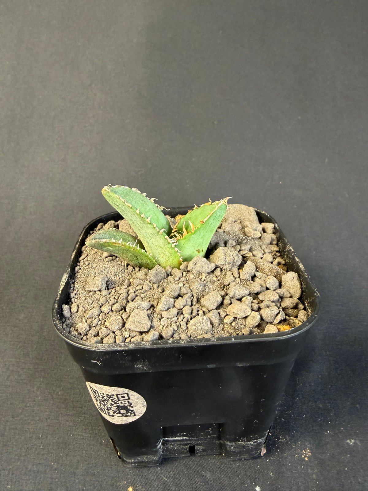 アガベ チタノタ 麻花龍（まかりゅう) 9 | HANDS PLANTS