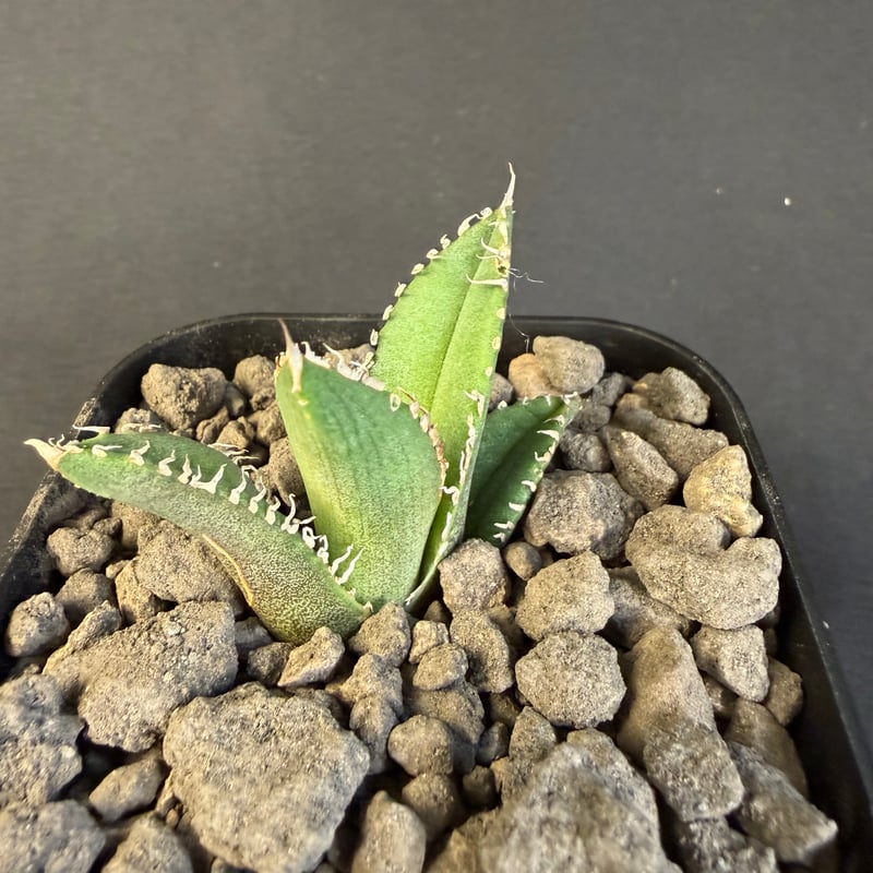 アガベ チタノタ 鰐亀（ワニガメ）子株 ⅲ | HANDS PLANTS