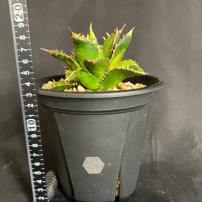 アガベ チタノタ レッドキャットウィーズル5号 27 | HANDS PLANTS