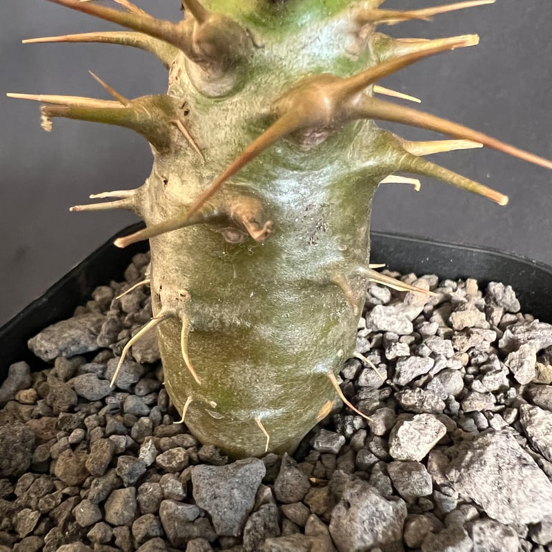 パキポディウム・アンボンゲンセ実生 ③ | HANDS PLANTS