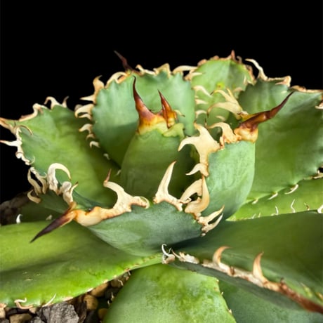 ☆もうすぐ終了年末セール10%OFF☆超極上 アガベ チタノタ フィリグリー アガベ・チタノタ 圓葉拇指(フィリグリー)｜agave titanota filigree |