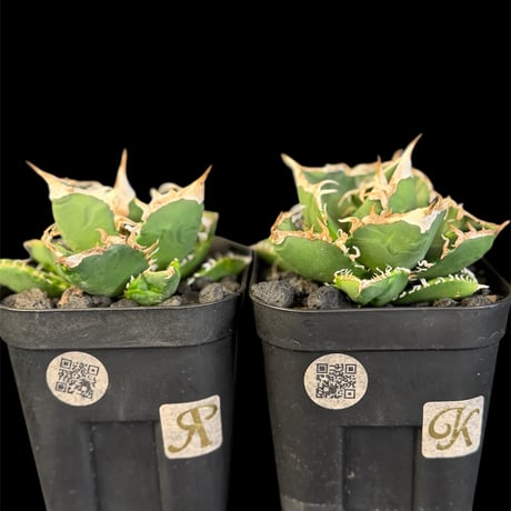 アガベsad | STORES