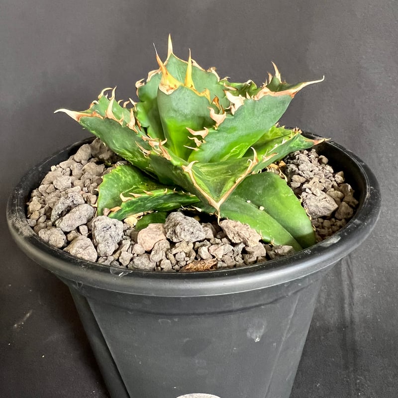 アガベ チタノタ レッドキャットウィーズル5号 38 | HANDS PLANTS