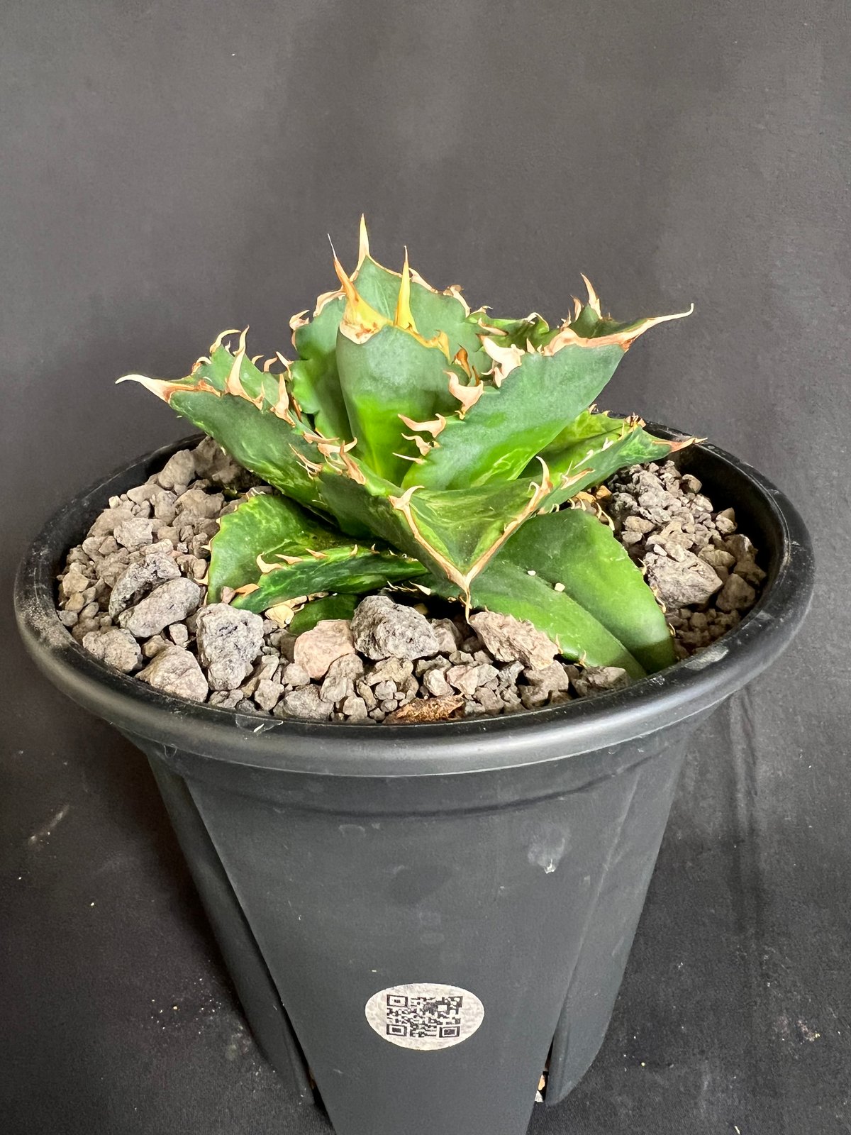 アガベ チタノタ レッドキャットウィーズル5号 27 | HANDS PLANTS