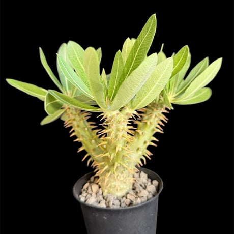 blue ページ　パキポディウム2点 パキポディウム・グラキリス | trigger