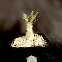 グラキリス 実生  ②