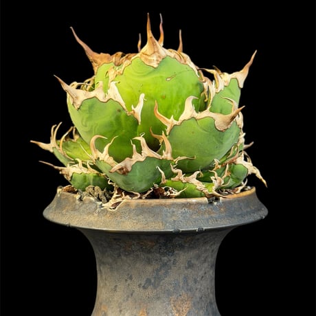 アガベシーザー | STORES