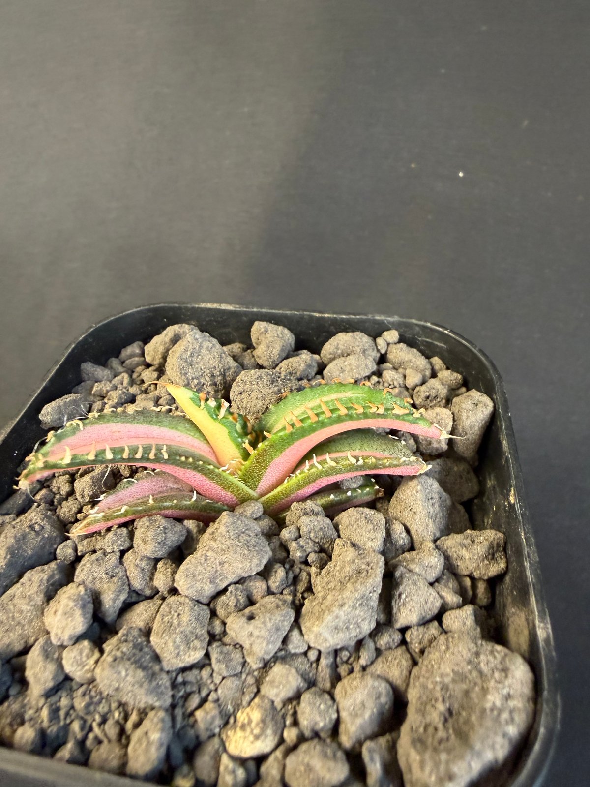 アガベ チタノタ 白豪刺中斑錦明錦 ⑥ | HANDS PLANTS