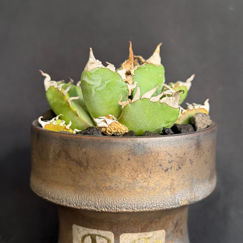 アガベ チタノタ 魔丸 鉢 68 | HANDS PLANTS