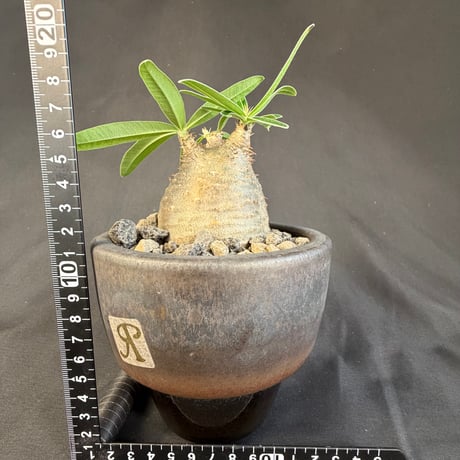 パキポディウムグラキリス 現地株　発根済み  M陶器鉢 448