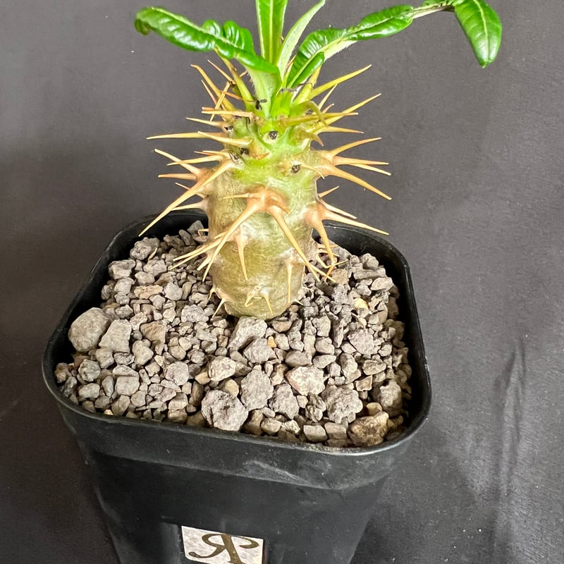 パキポディウム・アンボンゲンセ実生 | HANDS PLANTS