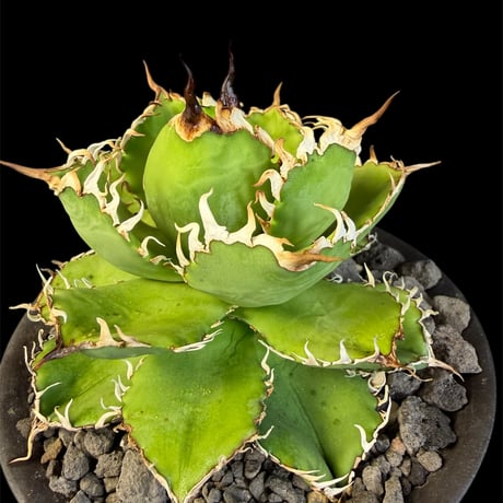 アガベチタノタフィリグリー | STORES