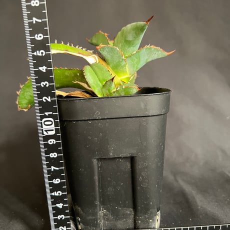 アガベ　チタノタ　オテロイ胴切り株　1