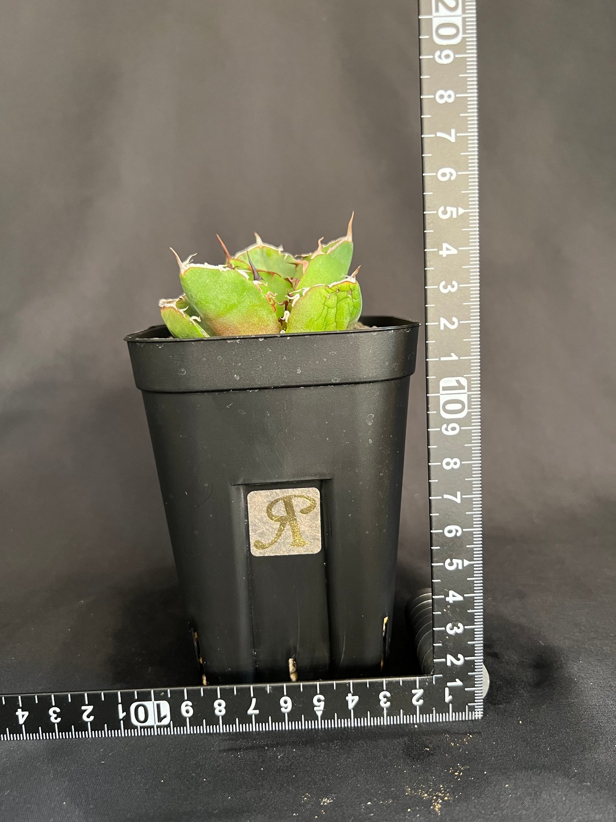 アガベ チタノタ 窮奇 アガベ チタノタ 窮奇 【龍園觀】 No.356 新品 アガベ チタノタ