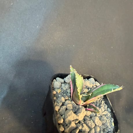 アガベ　チタノタ　白鯨錦　⑥