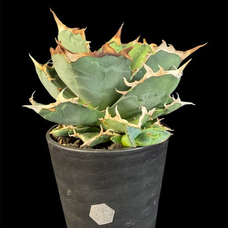 アガベ チタノタ 蟹 /クラブ オテロイ AGAVE. TITANOTA. CRAB. 嵭蟹 # アガベ#オテロイ#チタノタ #植物#AGAVE