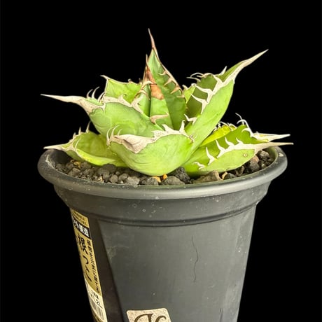 アガベ　チタノタ　シチリア アガベ チタノタ 'シシリー' Agave titanota 'Sicily' イタリア
