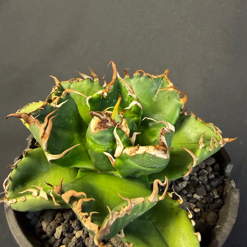 アガベ チタノタ 魔丸 鉢 63 | HANDS PLANTS