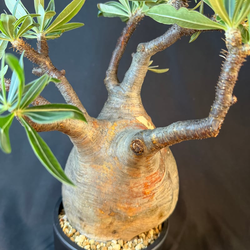 パキポディウムグラキリス 現地株 発根済 大株Cm38 | HANDS PLANTS