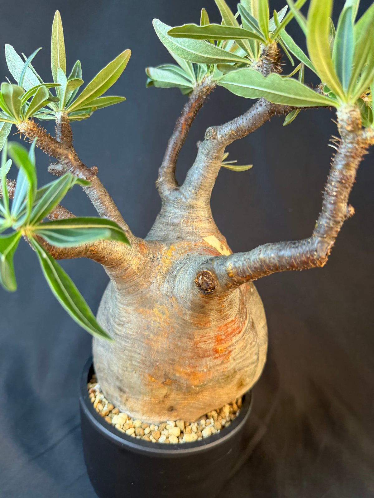 パキポディウムグラキリス 現地株 発根済 大株Cm38 | HANDS PLANTS