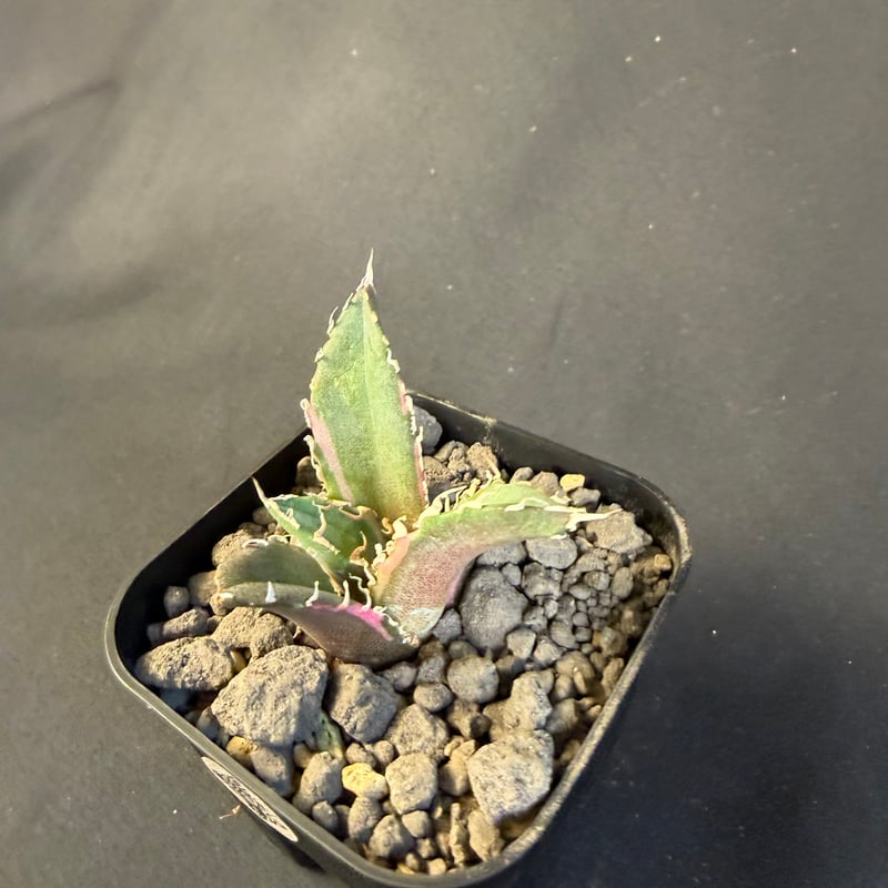 アガベ チタノタ 白鯨錦 B | HANDS PLANTS