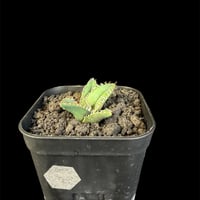 アガベ チタノタ 鰐亀（ワニガメ）子株　⑥
