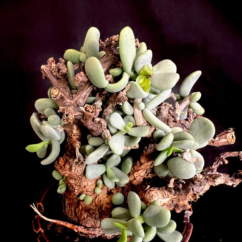 ケラリアピグマエア 現地株 発根済 雌33 | HANDS PLANTS