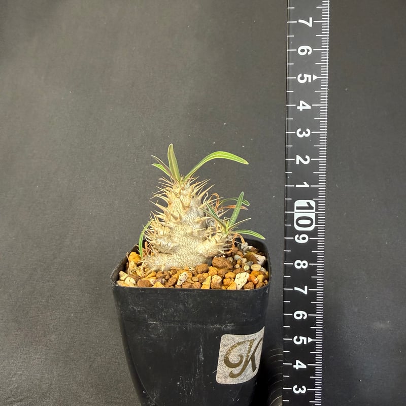 グラキリス 実生 13 c | HANDS PLANTS