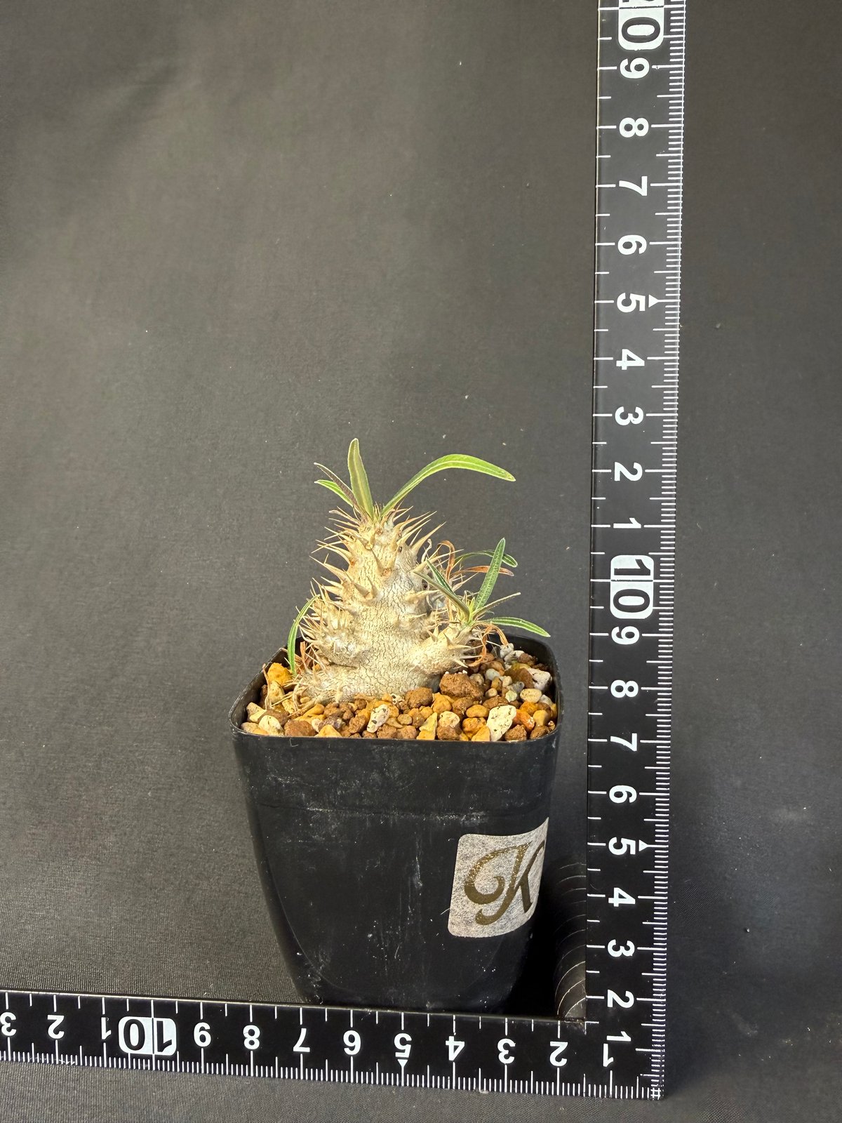 グラキリス　実生　13 グラキリス 実生 13 c | HANDS PLANTS