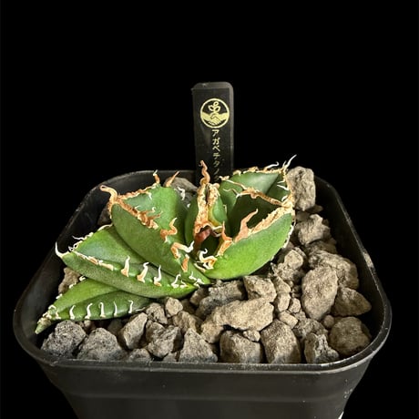 ホオジロザメ | STORES