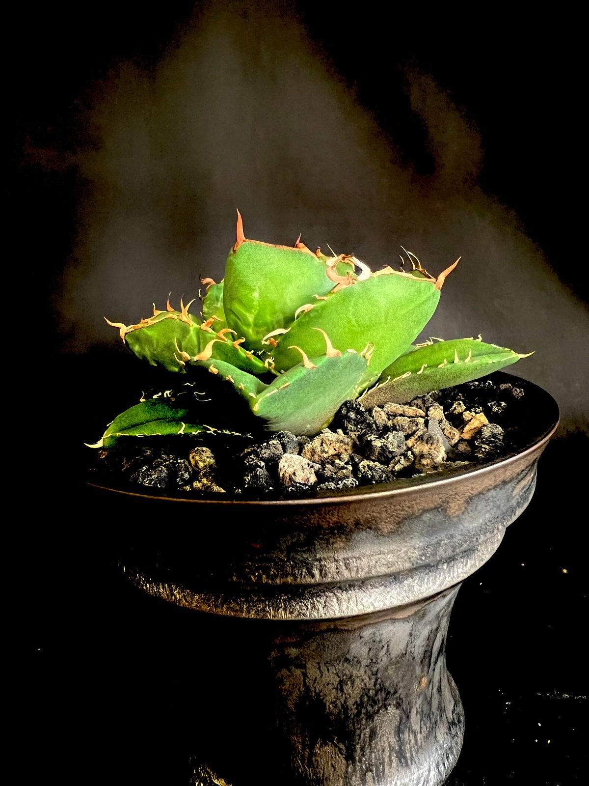 アガベ 純血ジャガーノート ④鉢 a13 | HANDS PLANTS